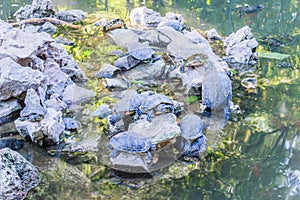 National Garden Pool with turtles