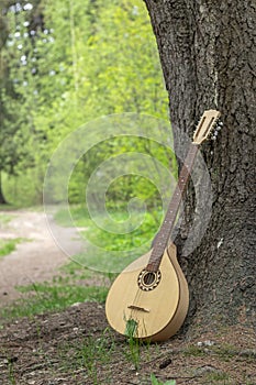 The national Greek string-plucked musical instrument Bouzouki was leaned against a tree.