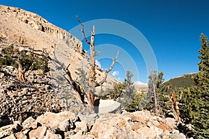National Heritage Area with Ancient Limber Pine and Bristle Cone Pine Trees