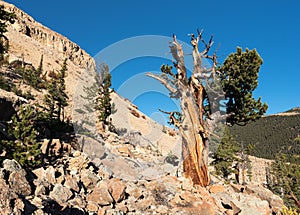 National Heritage Area with Ancient Limber Pine and Bristle Cone Pine Trees