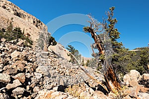 National Heritage Area with Ancient Limber Pine and Bristle Cone Pine Trees