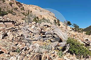 National Heritage Area with Ancient Limber Pine and Bristle Cone Pine Trees