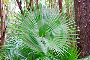 National leaf of the Phillipines livistona rotundifolia. Anahaw Palm