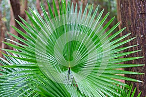 National leaf of the Phillipines livistona rotundifolia. Anahaw Palm