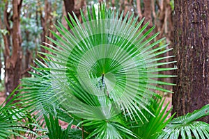 National leaf of the Phillipines livistona rotundifolia. Anahaw Palm
