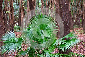 National leaf of the Phillipines livistona rotundifolia. Anahaw Palm