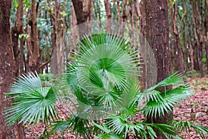 National leaf of the Phillipines livistona rotundifolia. Anahaw Palm