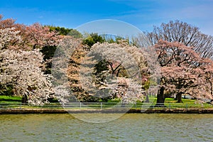 National Mall Washington DC cherry blossoms photo