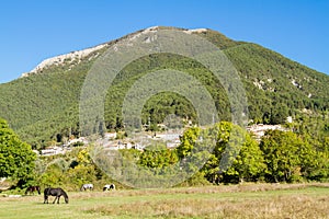 Horses in the wild national park abruzzo monte marsicano national park abruzzo italy