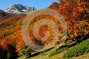 National park Abruzzo Lazio Molise