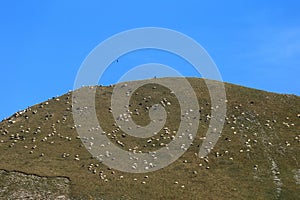 National Park of Abruzzo, Lazio and Molise - High altitude grazing of sheep and goats photo