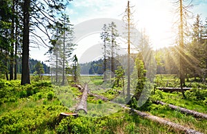 National park Bavarian forest ( Bayerische Wald )  Germany. photo