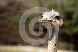 National park Brijuni - Ostrich in Zoo park
