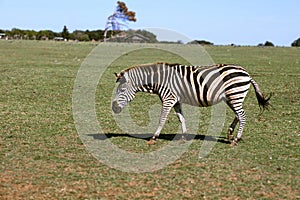 National park Brijuni - Zebra