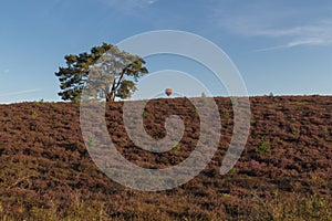 National park Brunsummerheide with morning fog over the field in bloom and amazing colours in the sky