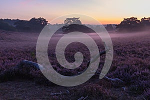 National park Brunsummerheide with morning fog over the field in bloom and amazing colours in the sky