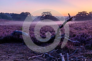 National park Brunsummerheide with morning fog over the field in bloom and amazing colours in the sky