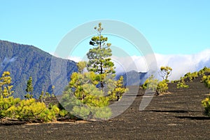 National Park Caldera de Taburiente in La Palma