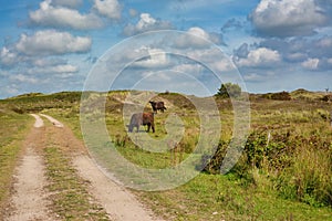 National park De Muy with dark brown Galloway cattle in the Netherlands on island Texel photo