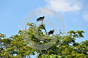 The National Park Everglades wildlife, rare birds in natural habitat, Miami, Florida, USA