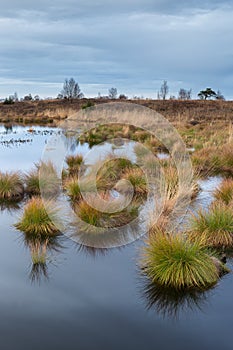 National Park Hautes fagnes high venn Belgium.