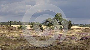 National park Hoge Veluwe, Otterlo, Netherlands