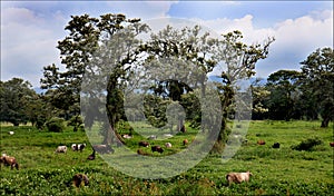 National park in Honduras, Central America, vacation trip, green trees landscape with cows on the foreground
