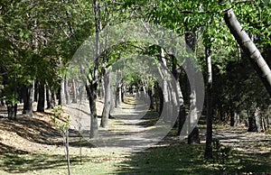 National park malinche forest