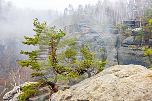 The national park Saxony Switzerland