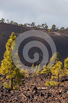 National Park Teide. Hiking on Tenerife.