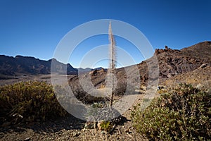 National Park Teide. Hiking on Tenerife.