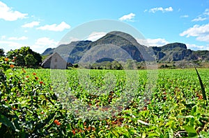 National park Vinales and its tobacco farms photo