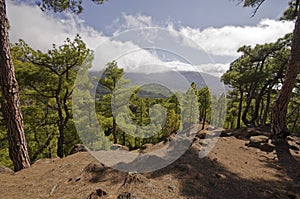 National Park way toi Pico Bejenado on the island La Palma, Canary Islands, Spain