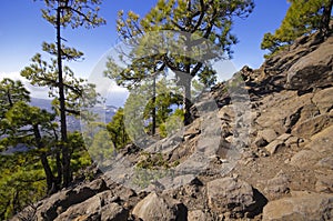 National Park way toi Pico Bejenado on the island La Palma, Canary Islands, Spain