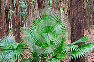 National plant of the Phillipines livistona rotundifolia. Anahaw Palm
