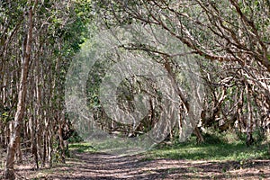 National primeval forest in Xuyen Moc District, Ba Ria Vung Tau Province, Vietnam in the dry season