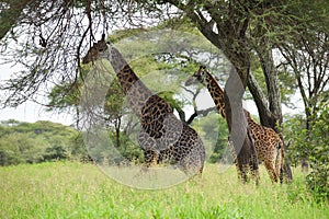 National reserve in Tanzania in Africa. a picturesque park with wild animals.