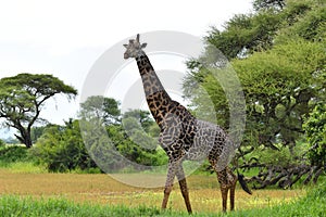 National reserve in Tanzania in Africa. a picturesque park with wild animals.