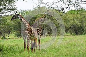 National reserve in Tanzania in Africa. a picturesque park with wild animals.