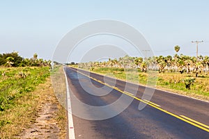 National Route 9 highway runs through a palm forest and grasses of Paraguayan Chaco savannah, Paraguay. Ruta Nacional Numero 9 Dr photo