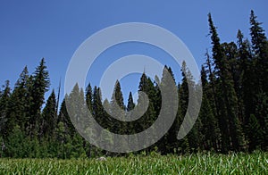 National Sequoia Park Crescent Meadow