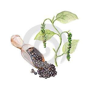 The national spice black pepper with a plant on white background, watercolor illustration