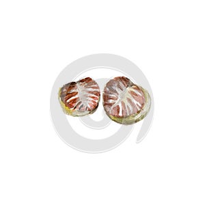 The national spice nutmeg on white background, watercolor illustration