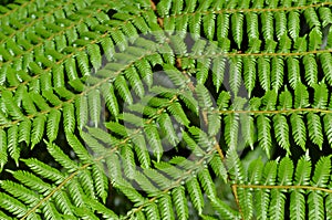 National symbol: Tree Fern in New Zealand