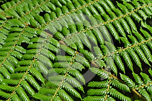 National symbol: Tree Fern in New Zealand