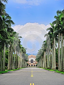 National Taiwan University - the Royal Palm Blvd.
