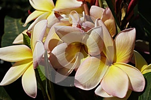 national thai flower. It can even be called a symbol of Thailand. plumeria