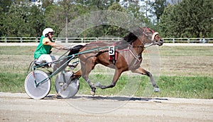 National trotting derby in Ploiesti - third place