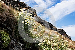 National Trust - Glebe Cliff, Tintagel, Cornwall, England photo