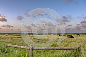 National Wildlife Trust Cley Marshes